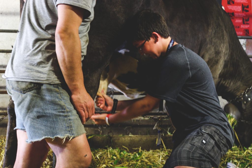 traite d'une vache en classe découverte