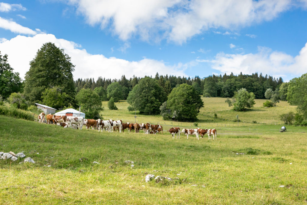 Vaches Alpages et yourtes Jura Otentik