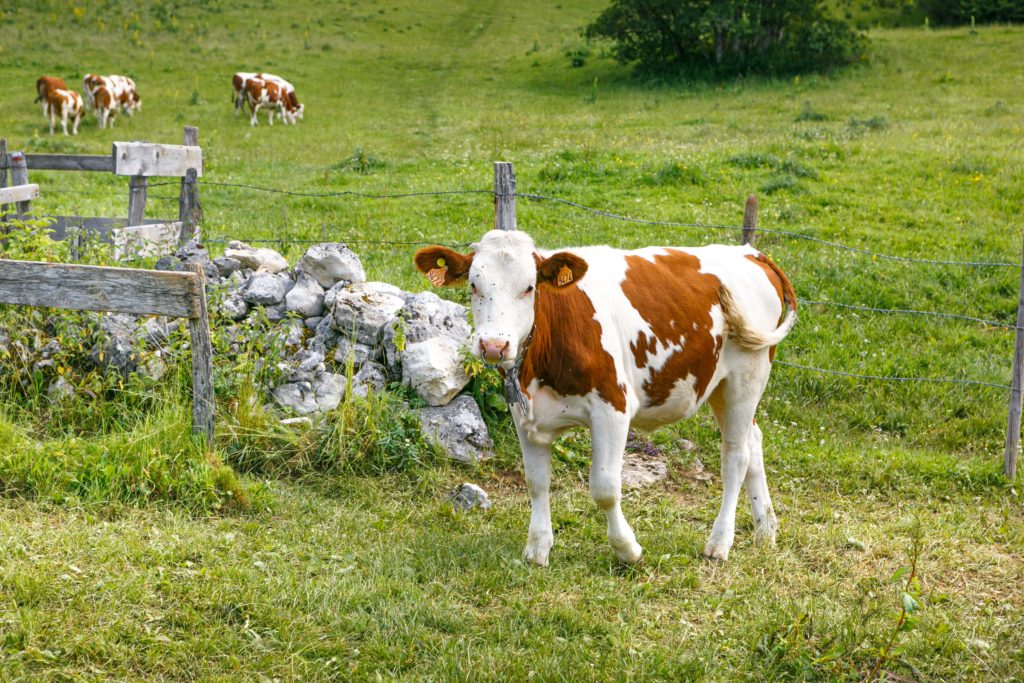 vache alpage Jura voyage scolaire otentik