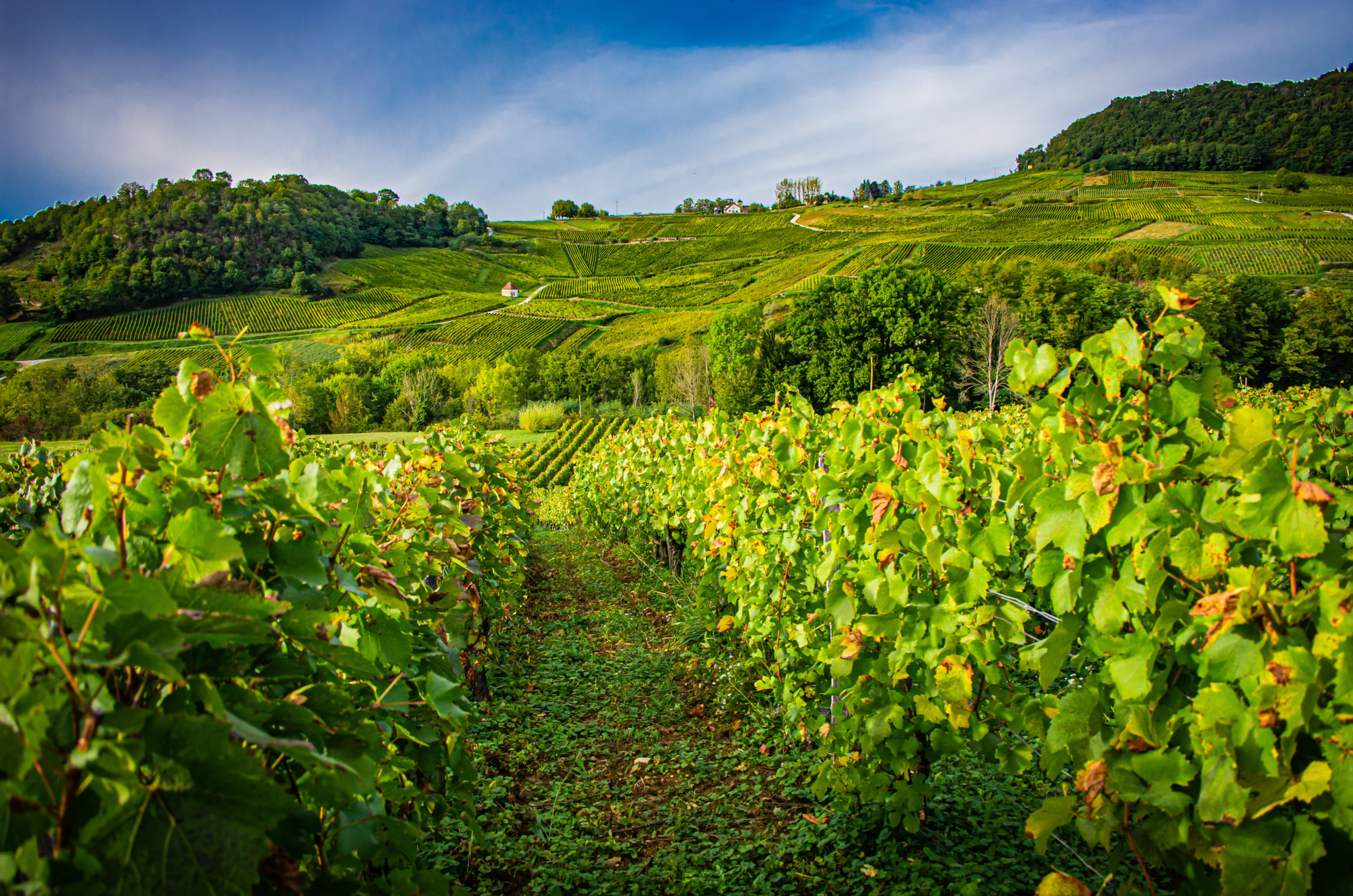 Séminaire vin Jura