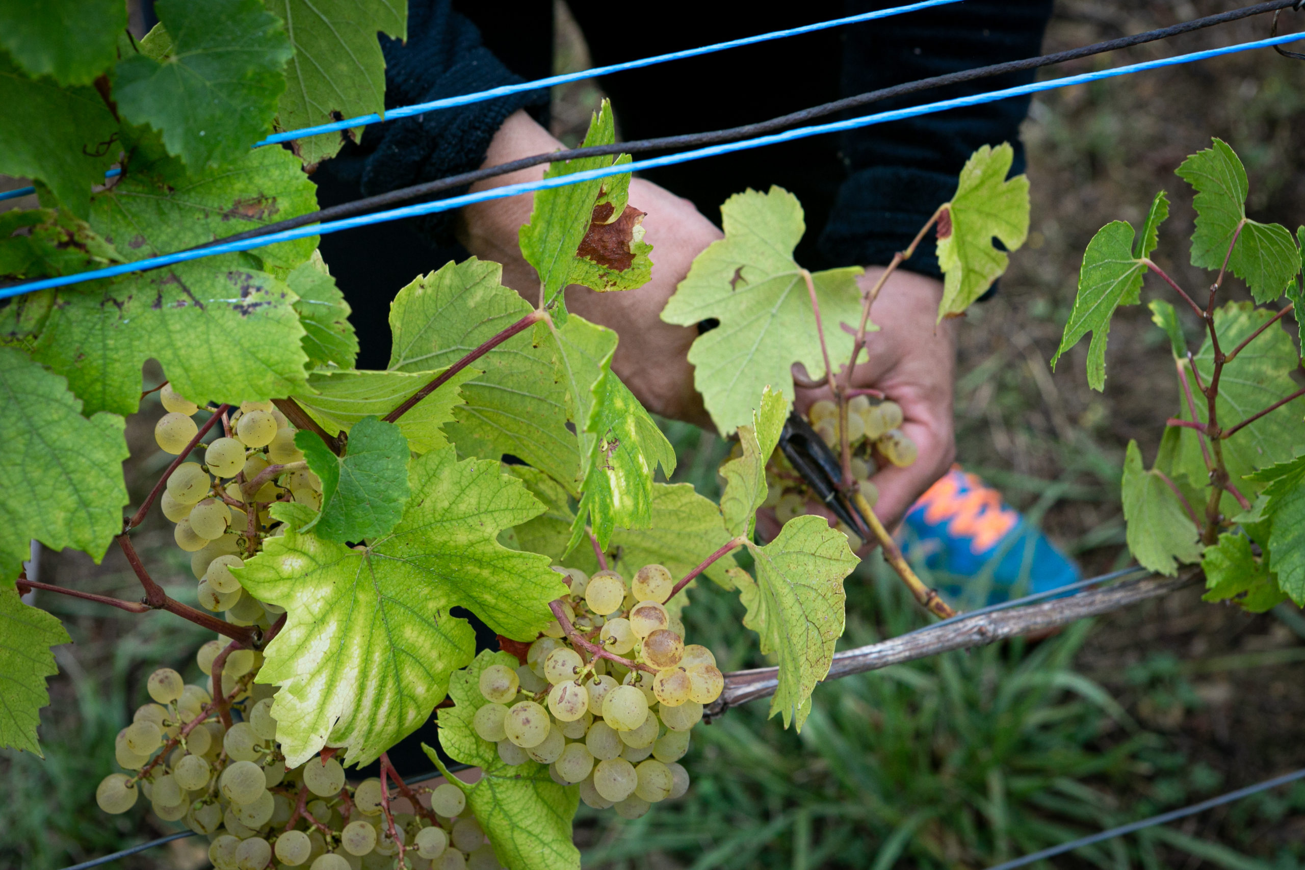 séminaire vins jura